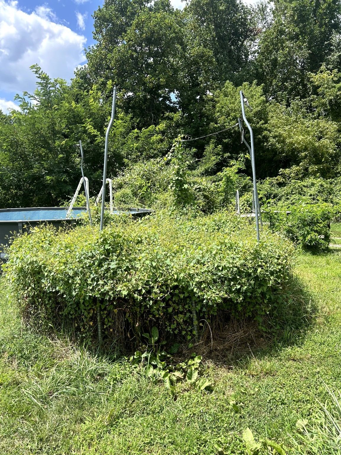 Before Pool-area overgrowth