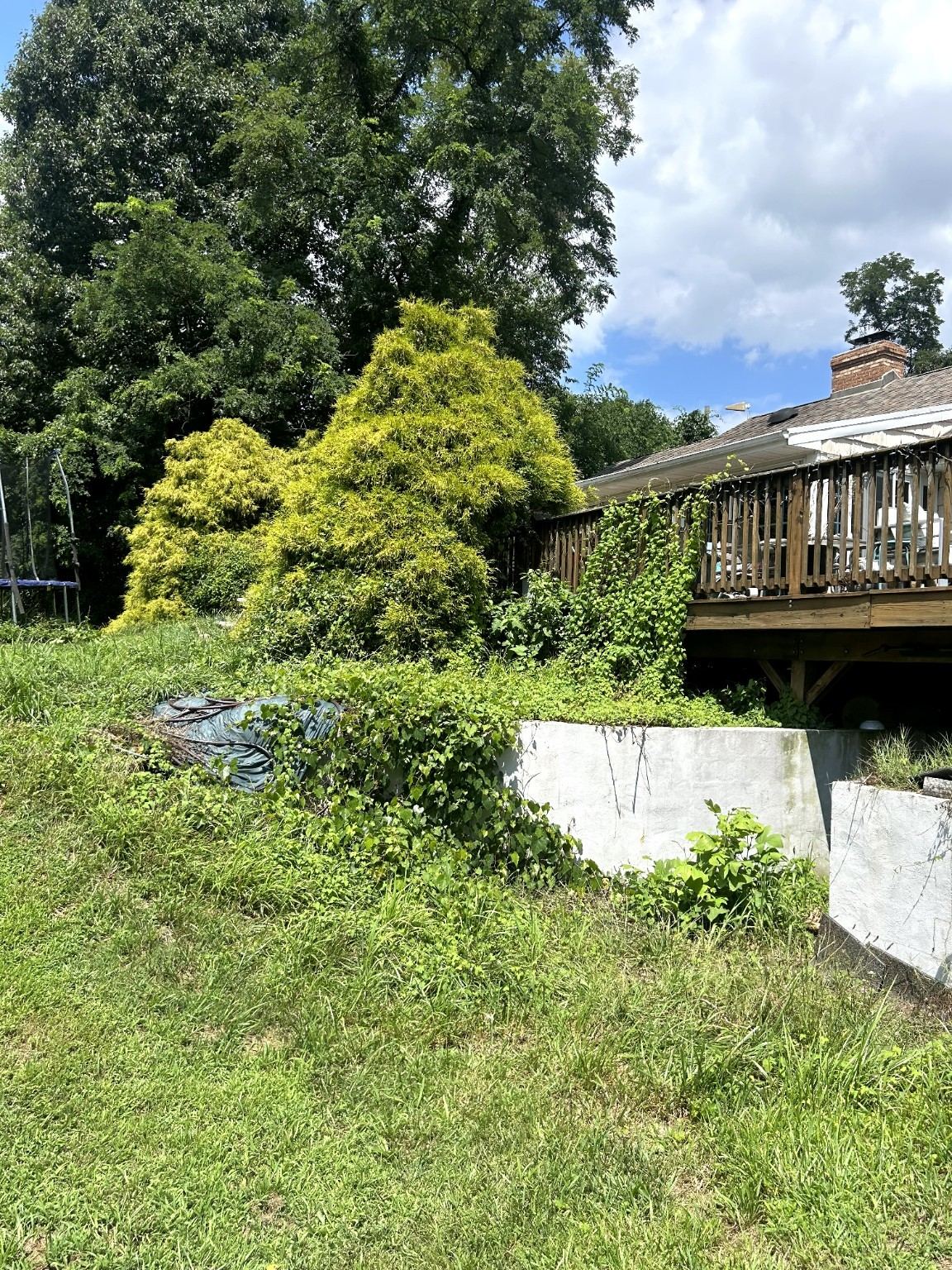 Before Retaining-wall cleanup