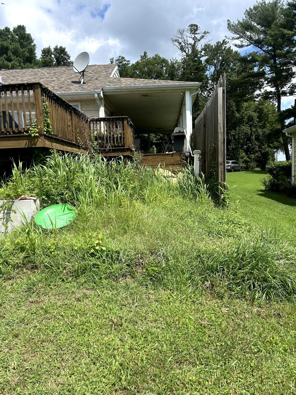 Overgrown property before cleanup