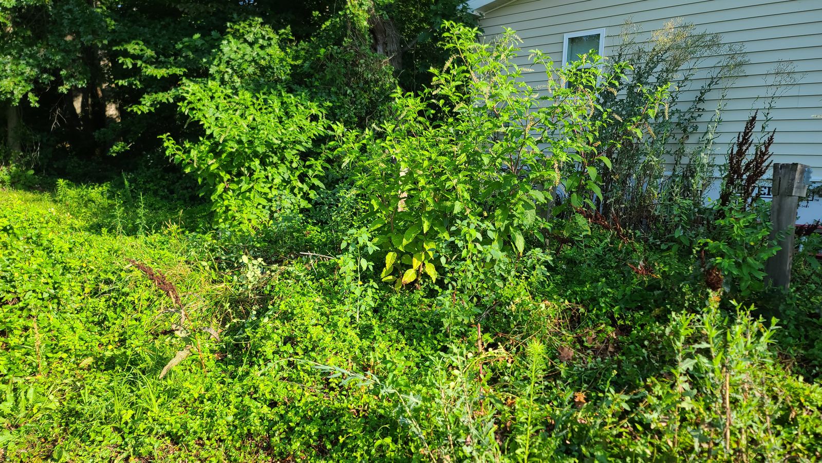 Heavy vegetation near pool