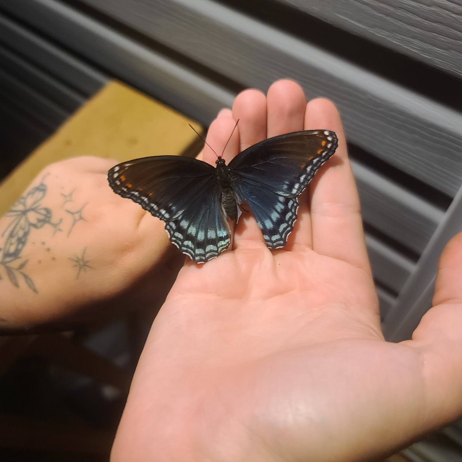 Butterfly held in a hand